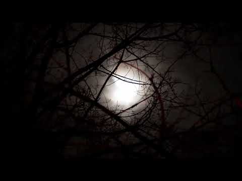 Escape to the Woods: Soothing Forest Sounds for Relaxation & Sleep