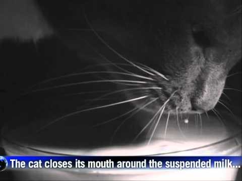 Scientists using video reveal mechanics behind cat lapping