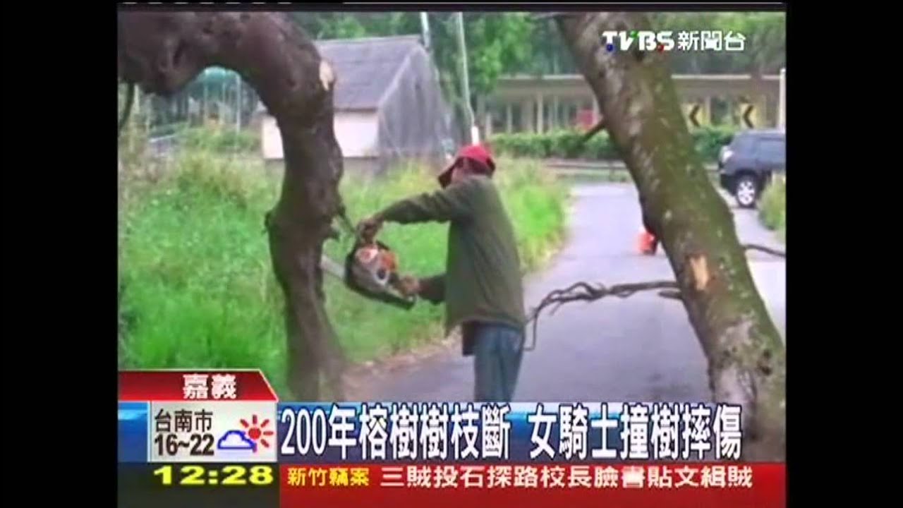 200年榕樹樹枝斷 女騎士撞樹摔傷