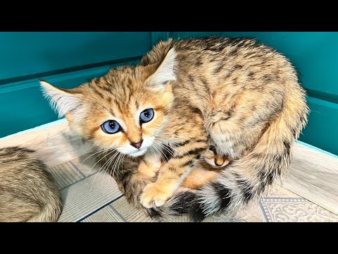SAND CATS were thrown to me.