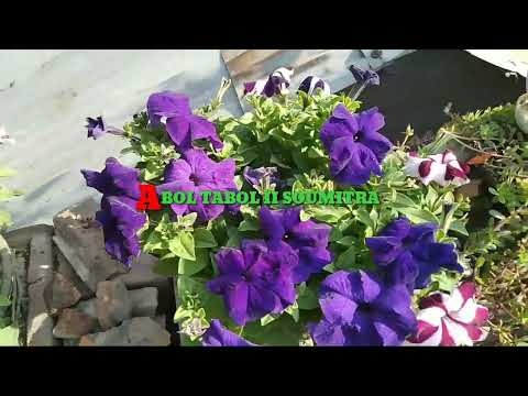 pitunia flower ll soumitra