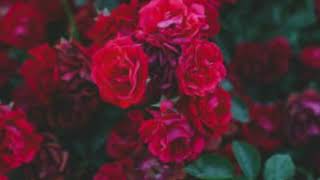 Sorority Noise - Fuchsia (sub español)