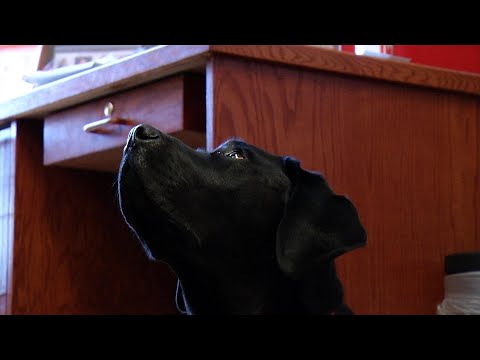 Trained Dog Helps Robbinsdale Woman Cope with Seizures