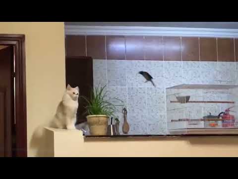 The Bird made the cat go crazy! 🤣 #cat #cats