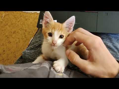 Kitten (working home office)