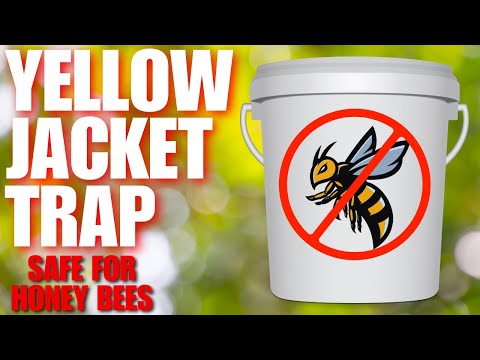 How To Trap Thousands Of Yellow Jackets In Just A Few Hours | Quick DIY Setup