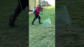 🌿 How to spray weeds in your lawn ⛳️ #golfcourselawn