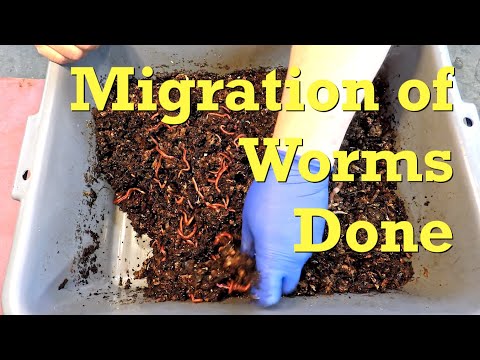 ANC migration done after 4 weeks in 166-day system - worm farm vermicompost