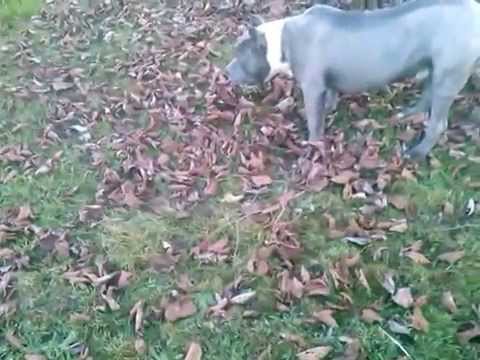 amstaff  tajfun 7 miesięcy