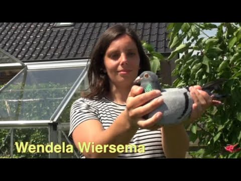 🔝Die wichtigen Schritte, um ein taubenmeister zu werden von Wendel Wiersema🔝