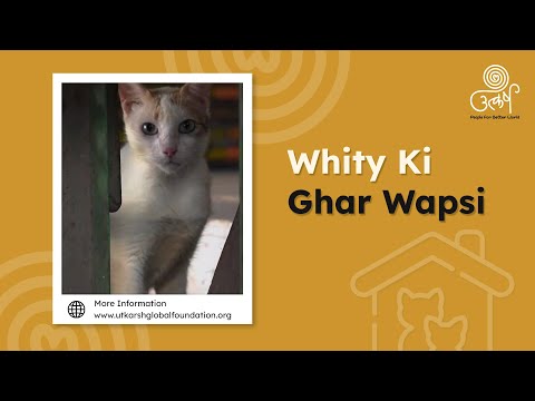 From Healing to Freedom: Watch Their Journey Unfold 🐾 | Utkarsh Animal Hospital |