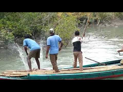 SUNDARBAN TIGER ATTACK TO FOREST DEPARTMENT BOAT || 2021