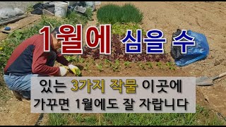 1월에 심을 수 있는 3가지 이곳에 심으면 1월에도 잘 자랍니다. #1월에 농작물 가꾸기.