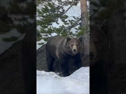 Grizzly Encounter In Yellowstone #yellowstonenationalpark
