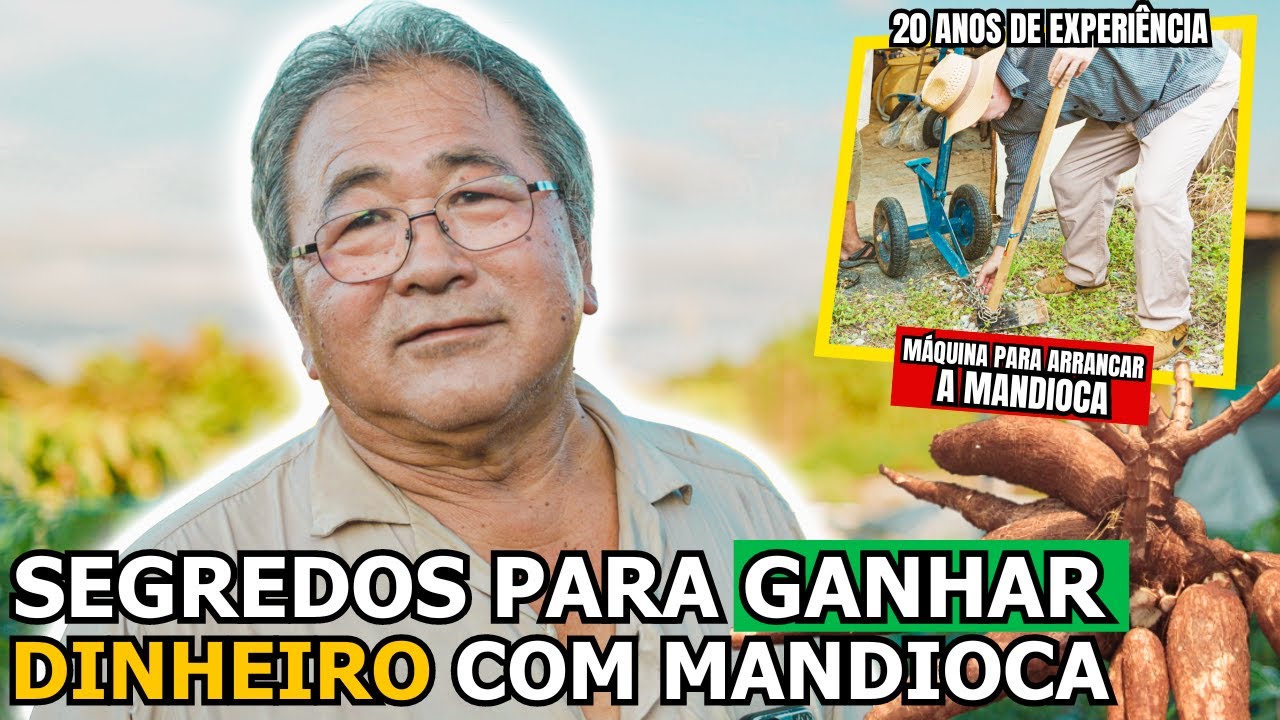 DICAS FUNDAMENTAIS PARA O PLANTIO DE MANDIOCA | ROÇA NO JAPÃO