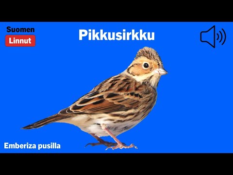 Strnádka malá (Emberiza pusilla) — spev a hlas v prírode