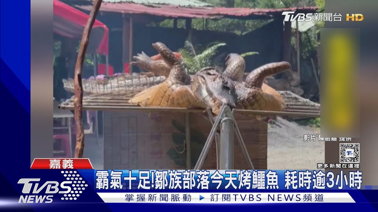 霸氣十足！鄒族部落今天不烤山豬　烤30公斤鱷魚
