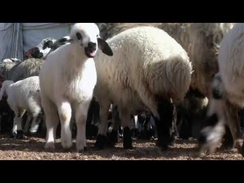 Lambs reunite with their mothers for suckling