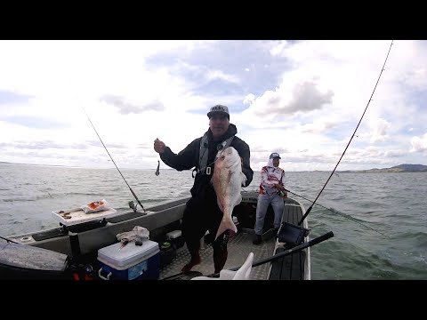 A humdinger of a day in the little FC - live baiting out west