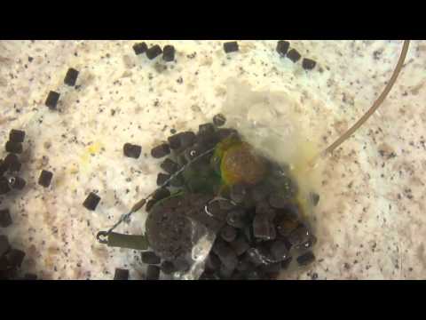 Korda Goo in Solid PVA Tank Test