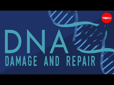 What happens when your DNA is damaged? - Monica Menesini