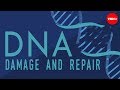 What Happens When Your DNA Is Damaged Monica Menesini
