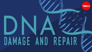 What happens when your DNA is damaged? – Monica Menesini