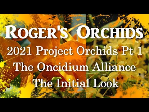 2021 Project Orchids Pt 1 The Oncidium Alliance - The Initial Look