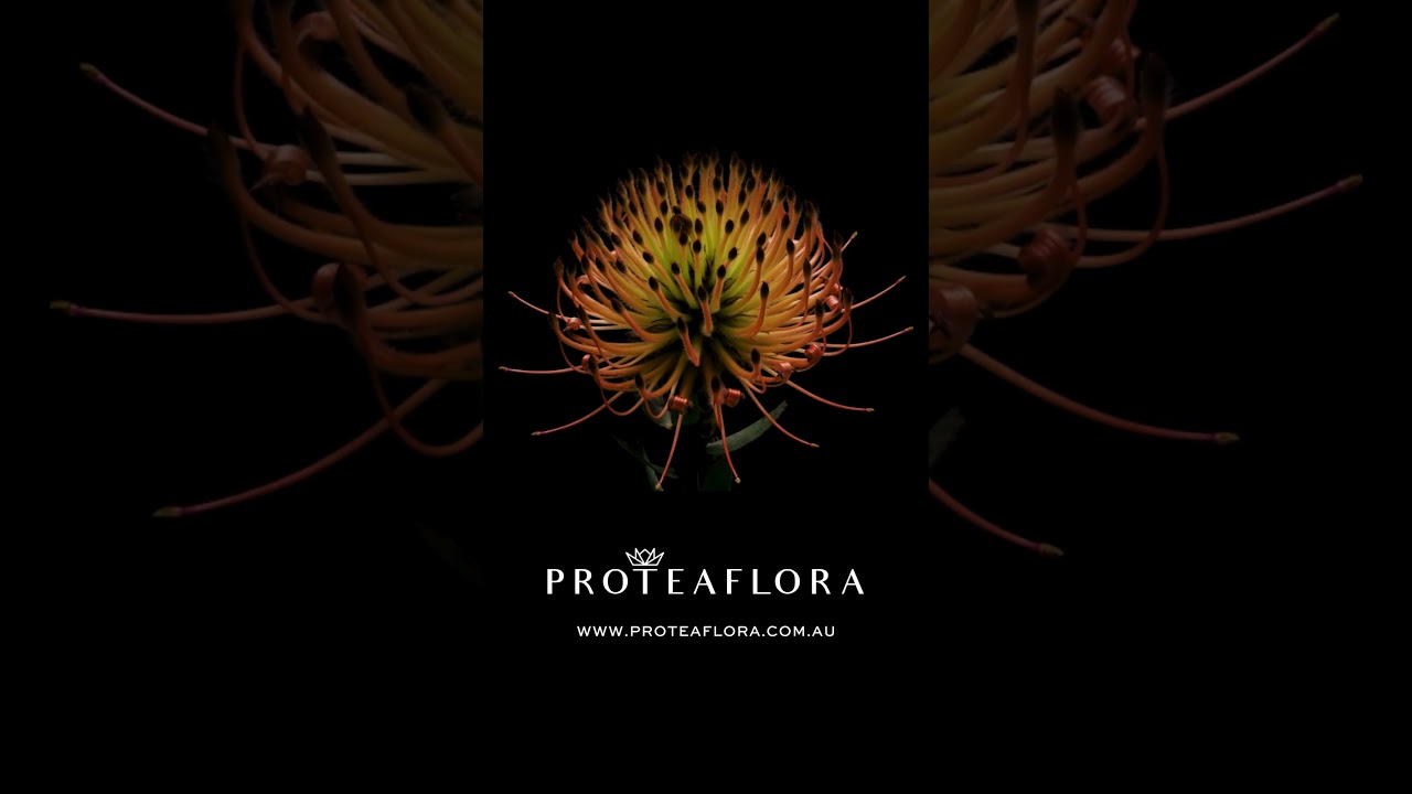 proteaflora.com.au