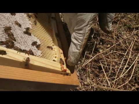 Naturally Infused Honey & The Effects of Cannabis on Bees