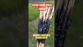 Download lagu Cara Ampuh Basmi Tikus Sawah #sawah #tikussawah #hamapadi mp3 Download lagu Cara Ampuh Basmi Tikus Sawah #sawah #tikussawah #hamapadi mp3