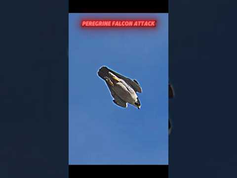 Peregrine falcon attacks pigeon #trending #viralvideo #animals #birds#peregrinefalcon#falcon#pigeon