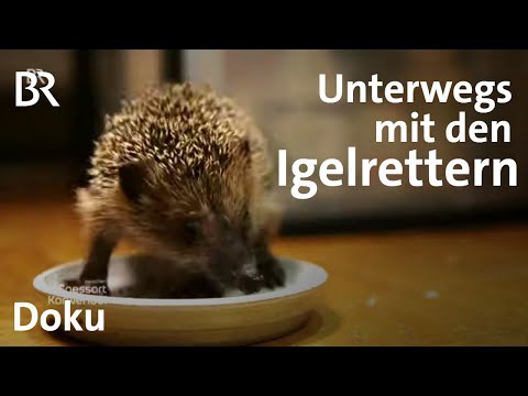 Igel überwintern: Die Igelrettungsstation in Fürth | Zwischen Spessart und Karwendel | Doku | BR
