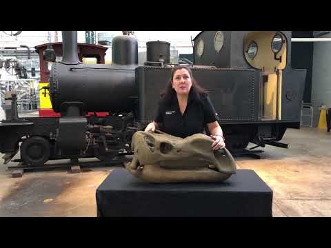 小さな学習者 |ムッタブラサウルス |クイーンズランド博物館ネットワーク