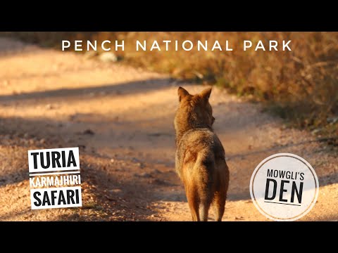 Pench National Park | Tiger Tracing | Karmajhiri Gate| Mowgli's Den at Turia Gate| Budget hotel |EP3