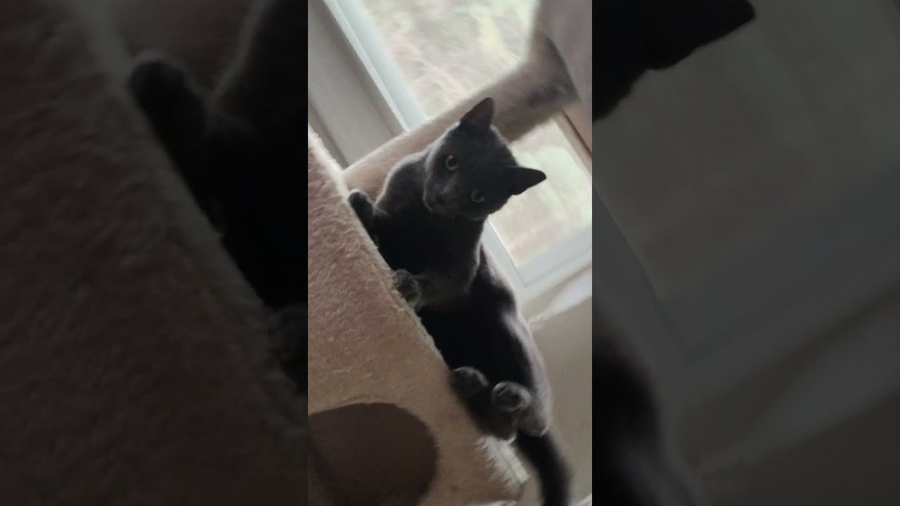 Enlarge SLATOR, a Adoptable Russian Blue in Charlotte, NC video 4/4