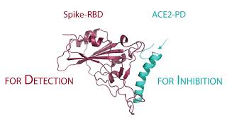 Coronavirus binding mechanism (Preliminary Results)