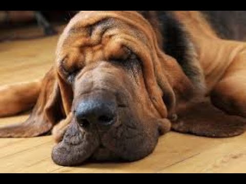 Thumbnail for Hound Dog REHEARSAL by Mark Shelton