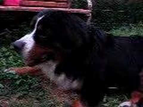 bernese mountain dogs