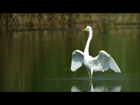 SANG BANGO BENYAMIN SUEB