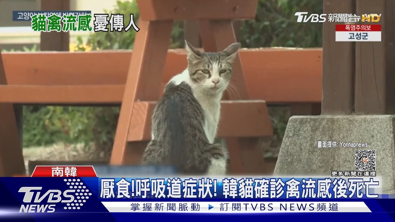 病毒變異？繼波蘭之後　南韓也傳「貓禽流感」死亡病例