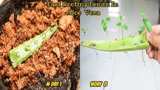 Amazing Rooting Lemon Seeds in Aloe Vera at home for beginners {New Rooting Techniques}