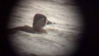 preview picture of video 'Ring-necked Duck - Wroxham Broad'