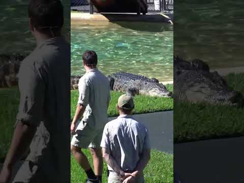 Robert Irwin demonstrates how fast  crocodiles are on land | Australia Zoo