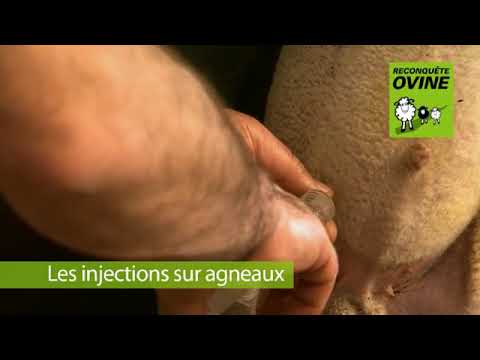 , title : 'Les injections sur agneaux'