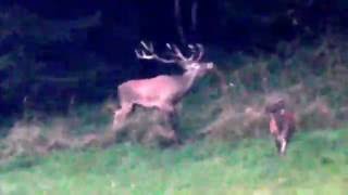 video-img