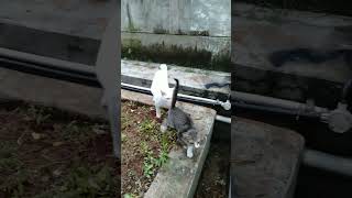 Download lagu duo racun 😍😍😍😍#shorts mp3