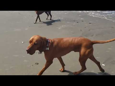 6/12/24 Hannah Tessa Lexi Char Benji Luna Pushkin Zuly Zoltan Ruby Max