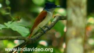 Paradise Flycatcher or Terpsiphone paradisi