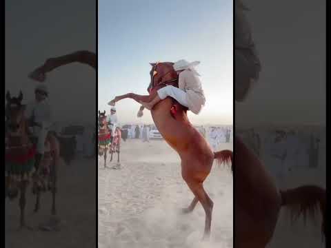 Purebred Arabian Horse 🐴 #ArabianHorse  #arabian #horse #horses  #horseriding #stallions